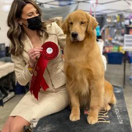Trained adult - Golden female Golden Retriever puppy in Clinton, New York from Emerald Knoll
