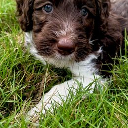 Aussiedoodle Puppies from Dogwood Family Doodles