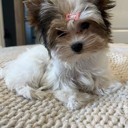 Ellie - AKC - Parti female Yorkshire Terrier puppy in Calhoun, Georgia from Peach State Yorkies