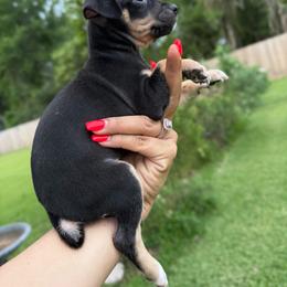 Edith - Red white and sable female Rat Terrier puppy in Magnolia, Texas from Hillyard Ranch
