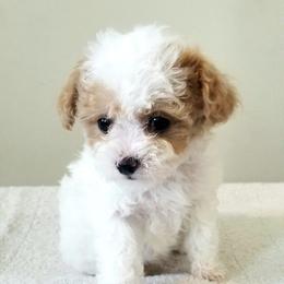 Teensy - Apricot female Cavapoo puppy in Waco, Texas from Good Shepherd Homestead