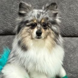 Shimmer - Pomeranian