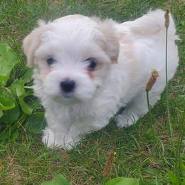 Moses - White male Maltese puppy in Chambersburg, Pennsylvania from Vazquez Maltese