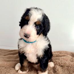 Knox - Tri-color male Bernedoodle puppy in Midland, Texas from Southern Oak Breeders LLC