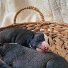 Love of Chocolate - White and seal female Italian Greyhound puppy in Waianae, Hawaii from Makanalani Yorkies and Iggys
