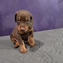 Lime collar red female - Red and rust female Doberman Pinscher puppy in Houston, Texas from Draggin Dobermans & Great Danes