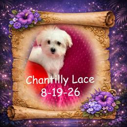 Chantilly Lace - White female Maltese puppy in Silverhill, Alabama from Malteseuluv’s Tiny Treasurers