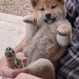 Shiba Inu Puppies from Jogoso Shibas
