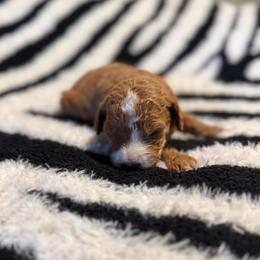 Nala - Red  female Goldendoodle puppy in Jacksonville, Florida from Dandelion Doodles