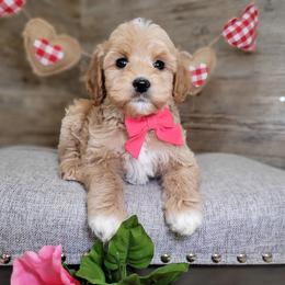 Sofie - Red  female Goldendoodle puppy in Woodburn, Indiana from DNLS Doodle Puppies