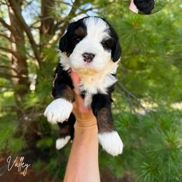 Valley - Tri-color female Bernedoodle puppy in Wamego, Kansas from Doodles of Oz