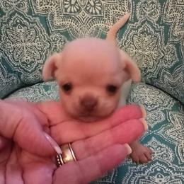 Girl 2 - Cream and white female Chihuahua puppy in Orange, Texas from Tiny Paws from God