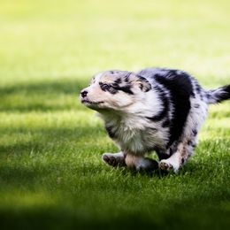 Border Collie Puppies from Hidden Meadows Livestock