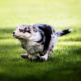 Border Collie Puppies from Hidden Meadows Livestock