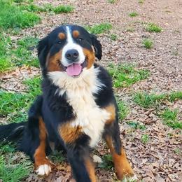 Sasha - Bernese Mountain Dog