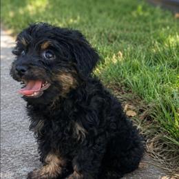Chloe - Black and tan female Companion Cross puppy in Macon, Georgia from Shipoo Lane