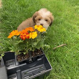 Bernedoodle Puppies from Mini Bernedoodle Babies- Indiana