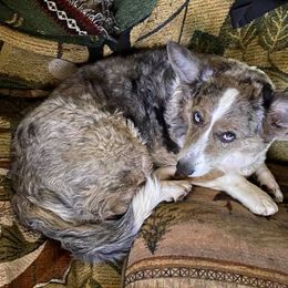 Cardigan Welsh Corgi All Grown Up from Debonaire Corgis