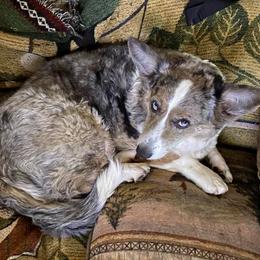 Cardigan Welsh Corgi All Grown Up from Debonaire Corgis