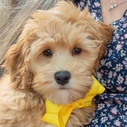 Yellow Boy (Obi-Wan) - Australian Labradoodle puppy from Rose Cottage Labradoodles
