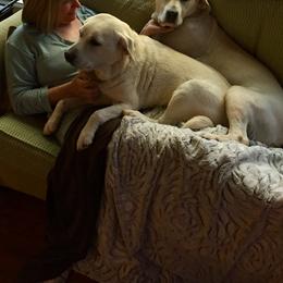Labrador Retriever All Grown Up from Karen Powell