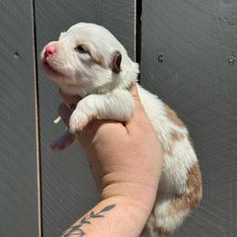 Ivory (blush) fluffy - Fawn and white female American Corgi puppy in East Oakdale, California from Rhettro Kennels