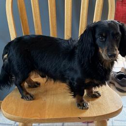 Abby - Dachshund
