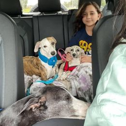 Whippet Puppies from Wise Heart Whippets