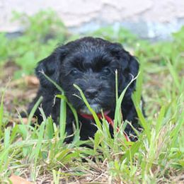 Cockapoo Puppies from JP Cockapoos LLC