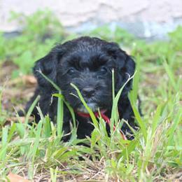 Cockapoo Puppies from JP Cockapoos LLC
