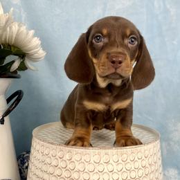 Becker AKC - Chocolate and tan male Dachshund puppy in Hendersonville, North Carolina from Snarky Doxy Miniature Dachshunds