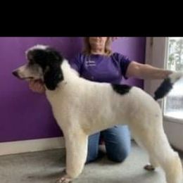 Bam - Aussiedoodle