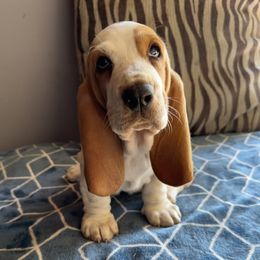 Basset Hound Puppies from Valley Bassets