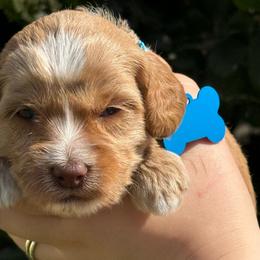 Light Blue  Ivy - Caramel cream female Australian Labradoodle puppy in Fontana, California from Grammy's Puppy Love doodles and poodles