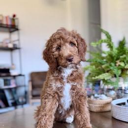 Woody - Red  male Goldendoodle puppy in St George, Utah from Doodle Bears of Southern Utah