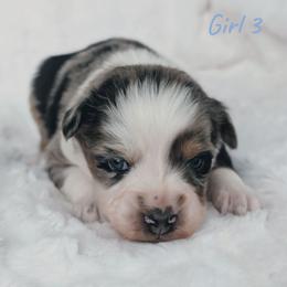 Girl 3 Blue - Blue merle female Australian Shepherd puppy in Yakima, Washington from Naches Heights Ranch