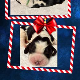 Poncho - Black white and tan male English Springer Spaniel puppy in Madison, Indiana from McCollough's Pawsome Spaniels and Danny's Delightful Dachshunds