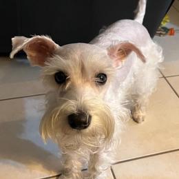 Luna - Miniature Schnauzer