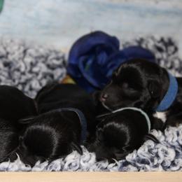 Miniature Schnauzer Puppies from Mystic Miniature Schnauzers