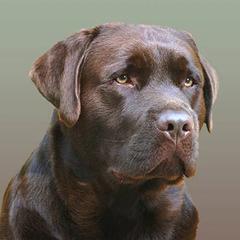 Labrador Retrievers from SecretWinn Labradors