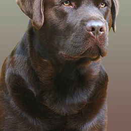 Labrador Retrievers from SecretWinn Labradors