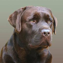 Labrador Retrievers from SecretWinn Labradors
