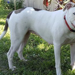 Alapaha Blue Blood Bulldogs from Pine Time Alapahas