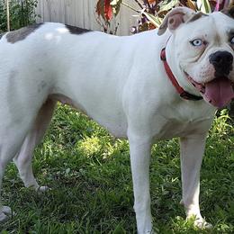 Alapaha Blue Blood Bulldogs from Pine Time Alapahas