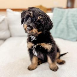 Cheddar - female Bernedoodle puppy in Sharpsburg, Georgia from Steindoodles