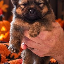 Ember - Red sable female Pomeranian puppy in Chelsea, Oklahoma from Kathy's Precious Poms