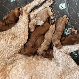 Lace - Apricot female Goldendoodle puppy in Shingle Springs, California from Kindred Oak Goldendoodles