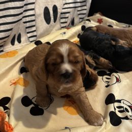 Cavalier King Charles Spaniel Puppies from Family first cavaliers