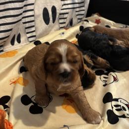 Cavalier King Charles Spaniel Puppies from Family first cavaliers