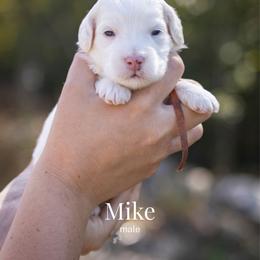 Mike - Parti male Goldendoodle puppy in Acton, Maine from Silver Pines Pups